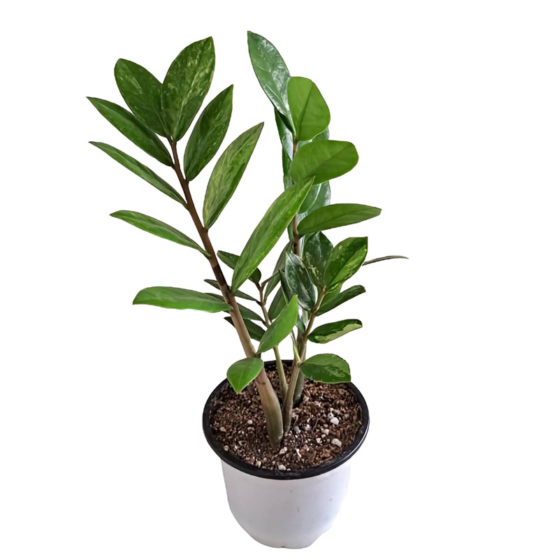 picture گیاه طبیعی زاموفیلیا مدل ابلق خامه ای کد 4021025