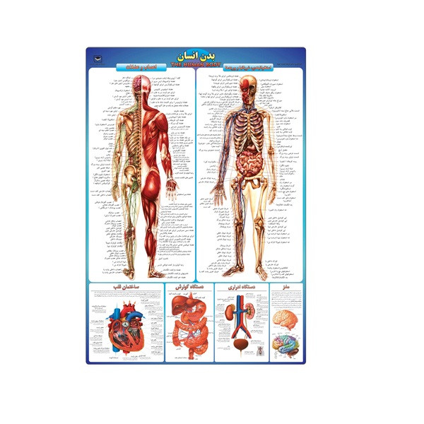 picture پوستر آموزشی مدل بدن انسان