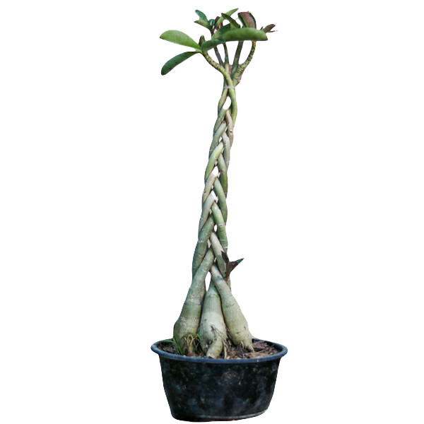 picture گیاه طبیعی بونسای آدنیوم بافت مدل عربیکم