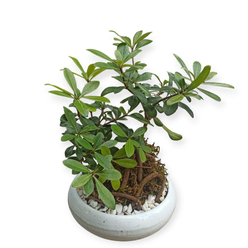 picture گیاه طبیعی بونسای شفلرا مدل R00