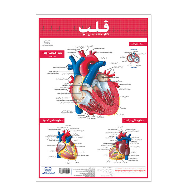 picture پوستر آموزشی انتشارات اندیشه کهن مدل کالبدشناسی قلب کد 35-50