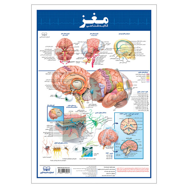picture پوستر آموزشی انتشارات اندیشه کهن مدل کالبدشناسی مغز کد 35-50-2