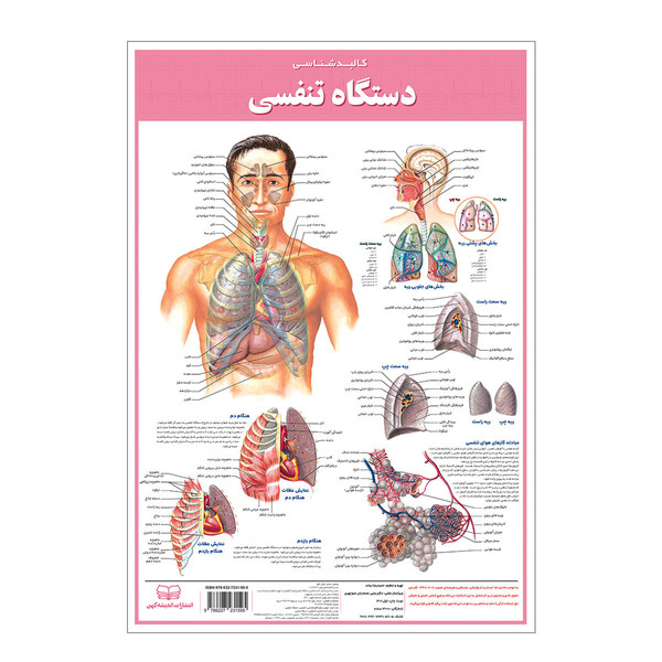 picture پوستر آموزشی انتشارات اندیشه کهن مدل کالبدشناسی دستگاه تنفسی کد 35-50