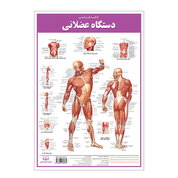 picture پوستر آموزشی انتشارات اندیشه کهن مدل کالبدشناسی دستگاه عضلانی کد 35-50-5