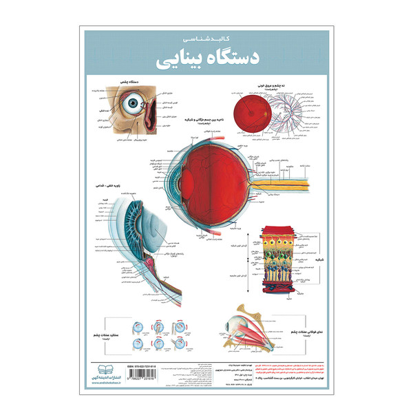 picture پوستر آموزشی انتشارات اندیشه کهن مدل کالبدشناسی دستگاه بینایی کد 35-50