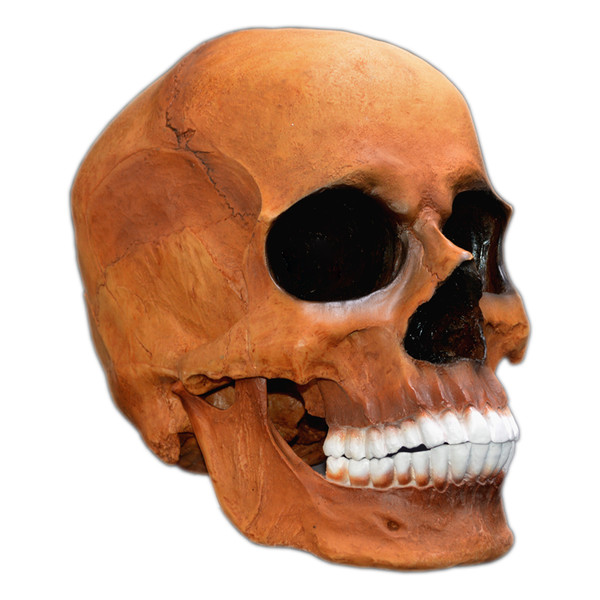 picture مجسمه مدل جمجمه انسان طرح Skull-big