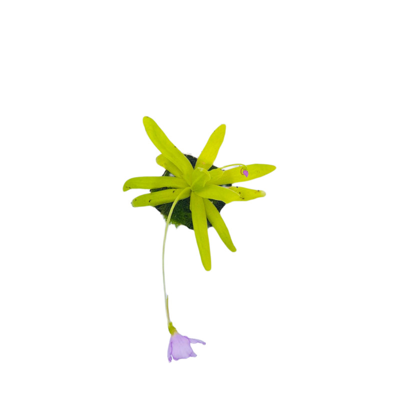 picture گیاه طبیعی پینگوییکولا مدل افرودیت حشره خوار کد 03